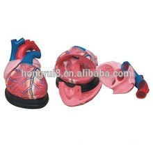 Medical Plastic Human Jumbo Heart model &amp; Nnatomical model
